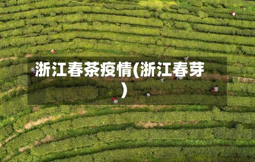 浙江春茶疫情(浙江春芽)-第2张图片