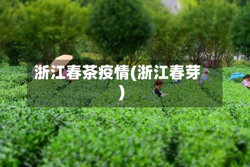 浙江春茶疫情(浙江春芽)
