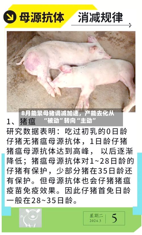 8月能繁母猪调减加速	，产能去化从“被动”转向“主动”-第1张图片
