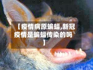 【疫情病原蝙蝠,新冠疫情是蝙蝠传染的吗】-第2张图片