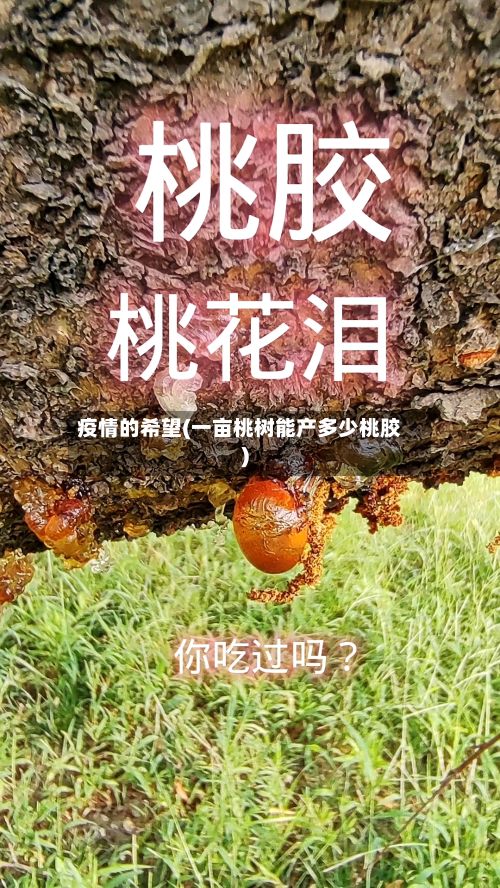 疫情的希望(一亩桃树能产多少桃胶)