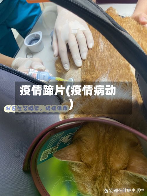 疫情蹄片(疫情病动)