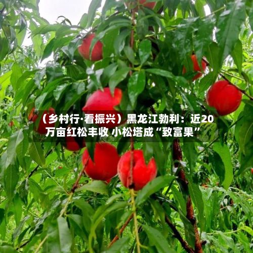 （乡村行·看振兴）黑龙江勃利：近20万亩红松丰收 小松塔成“致富果”-第3张图片