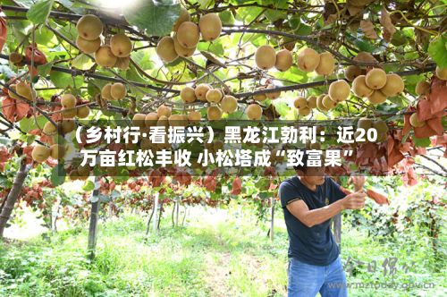 （乡村行·看振兴）黑龙江勃利：近20万亩红松丰收 小松塔成“致富果”